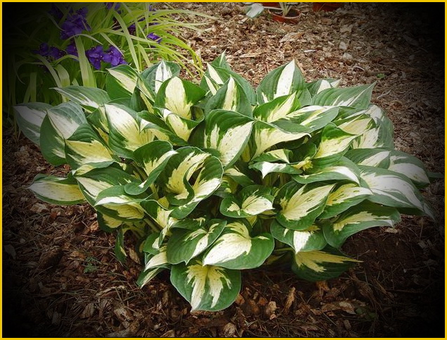 Hosta_Revolution