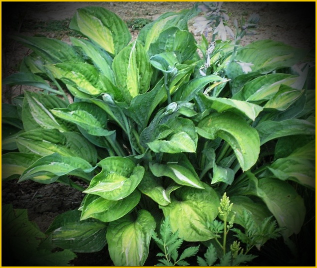 Hosta_Striptease