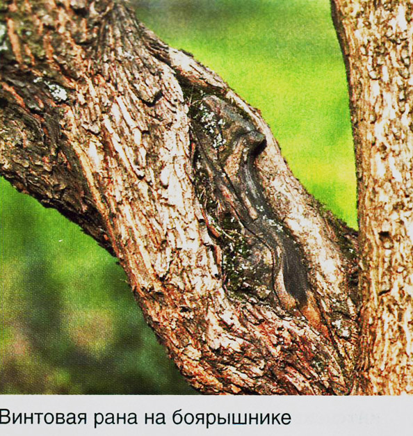 Винтовая рана