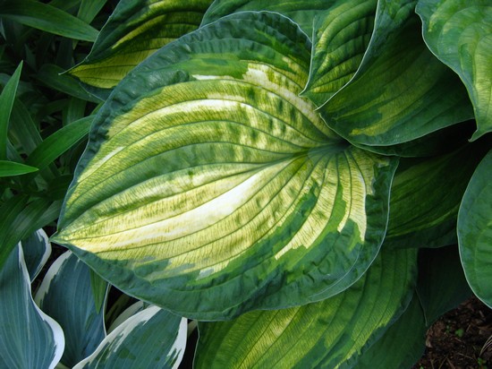хоста ‘Phyllys Campbell’
