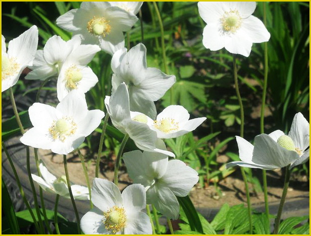 Анемона дубравная (Anemone nemorosa) – ветреница.