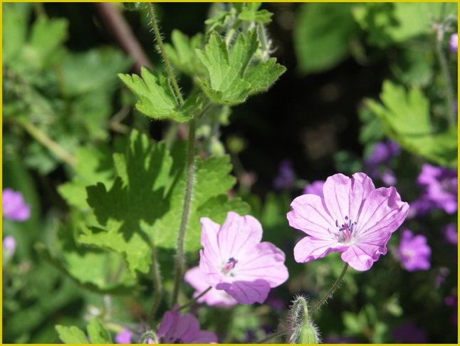 Герань версиколор (Geranium versicolor)