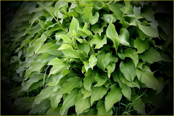 Хоста волнистая (Hosta undulata), описание, фото, условия выращивания, болезни и вредители Хоста волнистая (Hosta undulata), описание, фото, условия выращивания, болезни и вредители