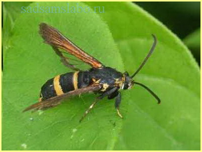 Пилильщик