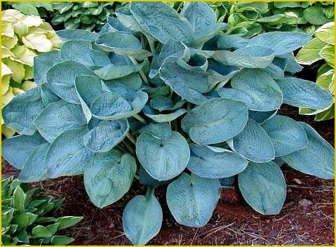 Хоста (функия) (Hosta) ‘Big Daddy’