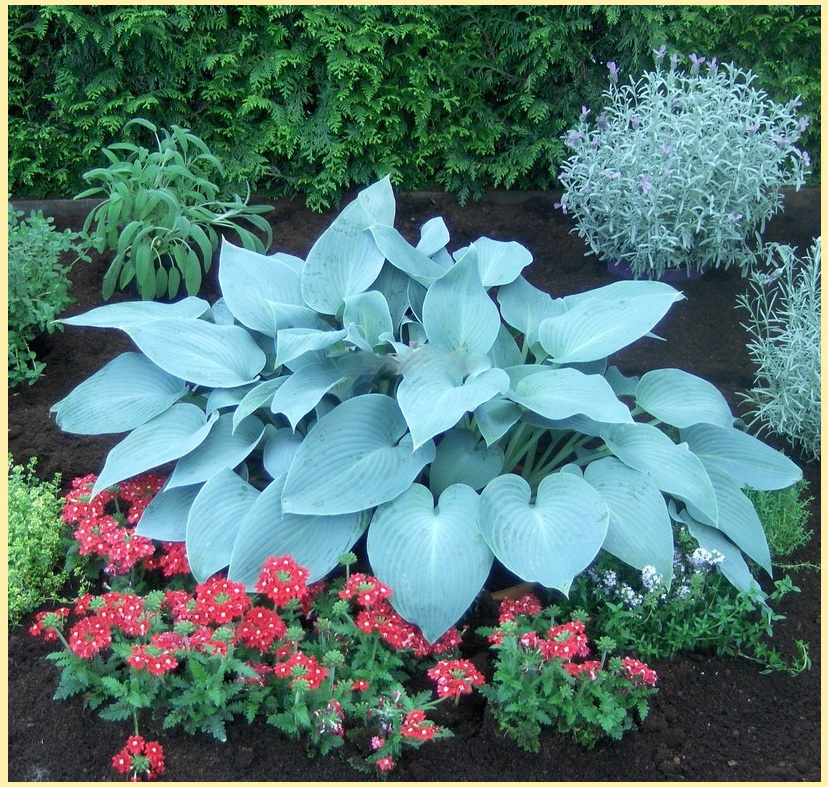 хоста ‘Canadian Blue’