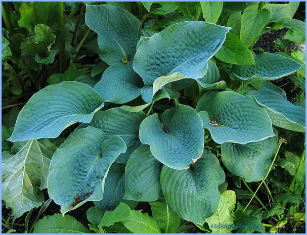 Хоста Зибольда (Hosta sieboldiana), описание, фото, условия выращивания, уход Хоста Зибольда (Hosta sieboldiana), описание, фото, условия выращивания, уход
