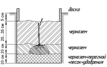 Посадка саженца винограда