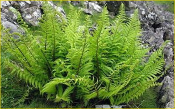 Щитовник родственный (Dryopteris affinis)
