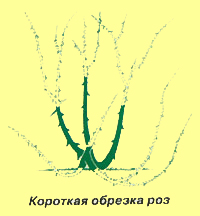 Короткая обрезка