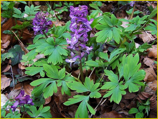 Хохлатка полая (Corydalis cava)