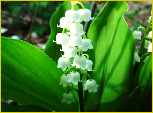Ландыш майский (Convallaria majalis L.)