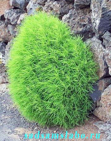 Кохия, выращивание, уход.