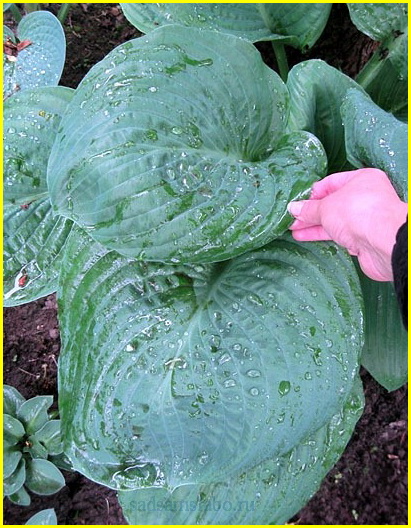 Хоста БЛУ АМБРЕЛЛАЗ (Hosta 