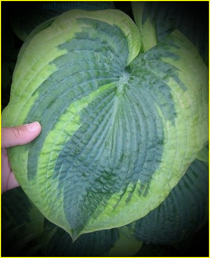  Хоста ФРЕНСИС ВИЛЬЯМС (Hosta Frances Williams)