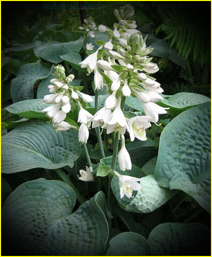 Хоста ЗИБОЛЬДА (Hosta Sieboldiana Elegans) 