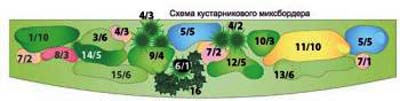 Цветник из декоративных кустарников