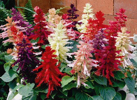 Шалфей в дизайне сада, фото, сорта, посадка, выращивание, уход 